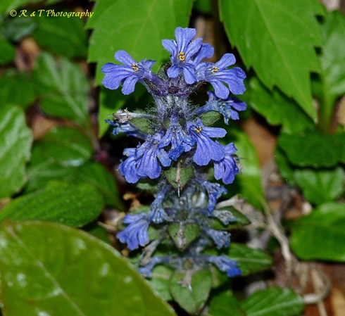 {Ajuga reptans}